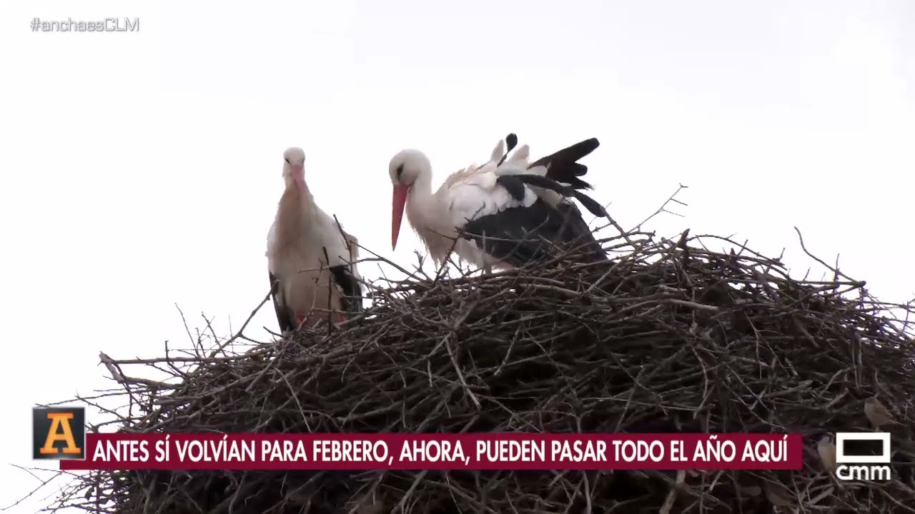 ¿Vemos cigüeñas solo en febrero?