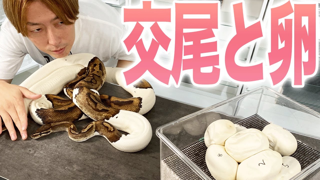 ヘビの交尾の仕組み｜ボールパイソンと繁殖