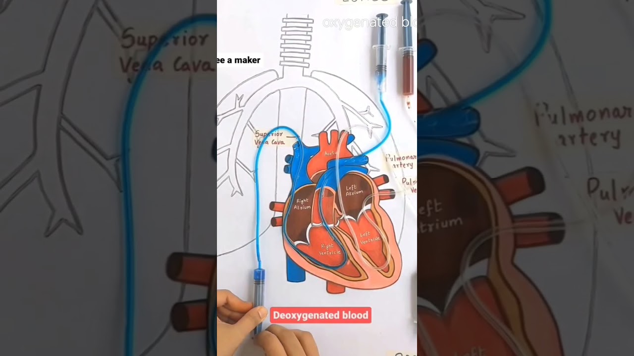 deoxygenated blood and oxygenated blood 🫀🫀🫀🫀