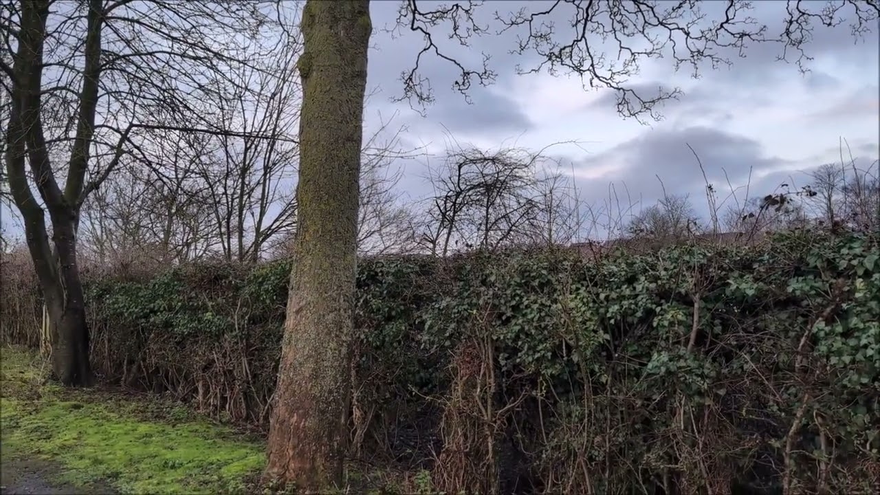 Birdsong Millhouse Woods Lane Cottingham 11 2 26