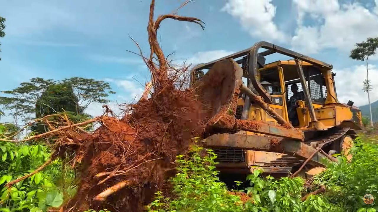 Excellent Job! Bulldozer D6R XL Answers Opening Roads in Mount Oil Palm Plantation