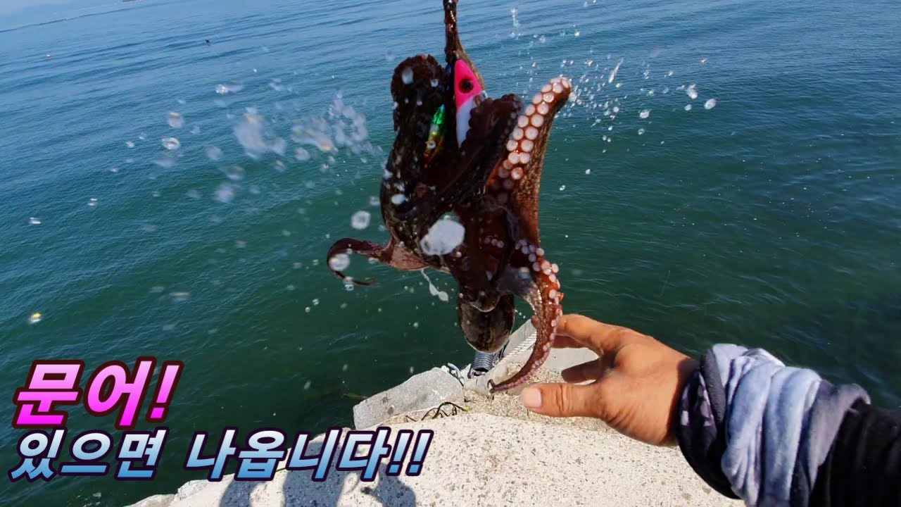 문어낚시 ''꽝