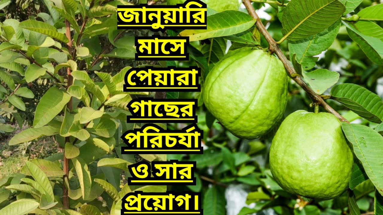 জানুয়ারি মাসে পেয়ারা গাছের পরিচর্যা ও সার প্রয়োগ।Care and Fertilization of Guava Tree in January।