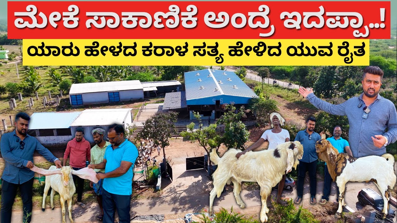 ಇದಪ್ಪಾ ಮೇಕೆ ಸಾಕಾಣಿಕೆ ಅಂದ್ರೆ | Goat Sheep farming in Karnataka goat farm shed meke sakanike #kannada