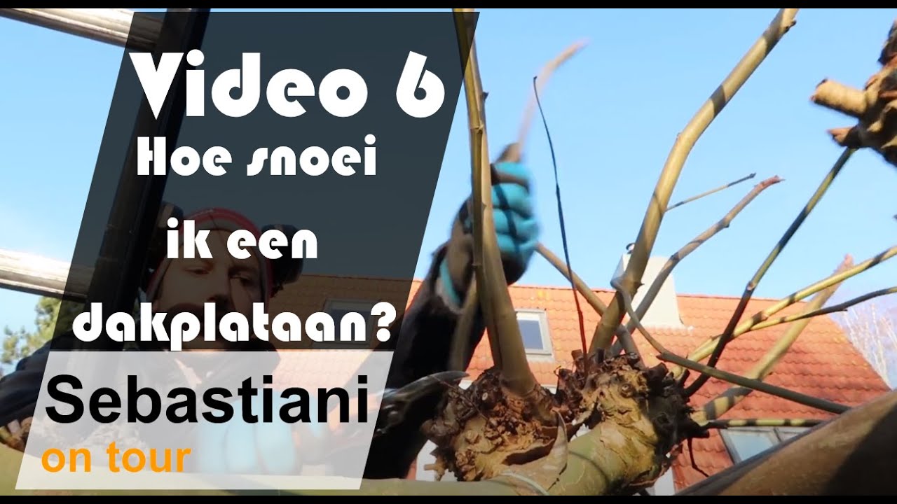 Hoe snoei ik een dakplataan? SEBASTIANI ON TOUR video 6