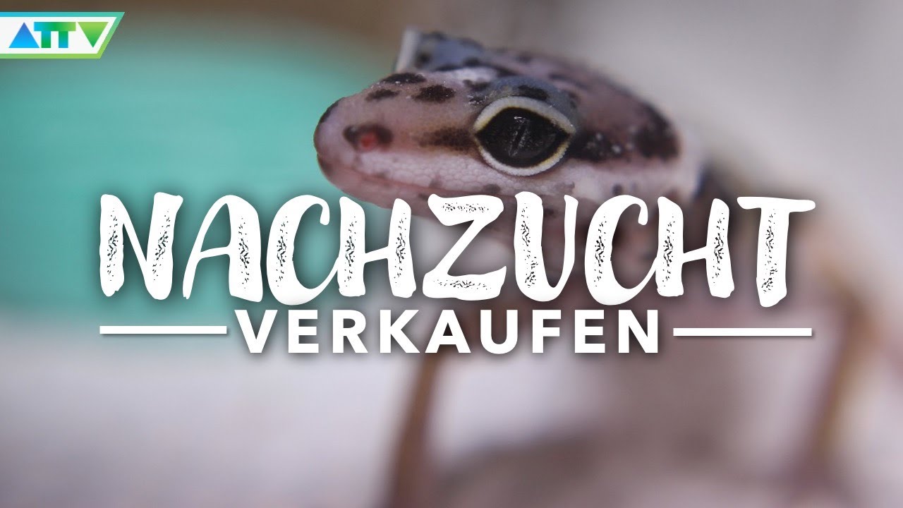 🦎 LEOPARDGECKO NACHWUCHS - So haben wir die Kleinen verkauft!