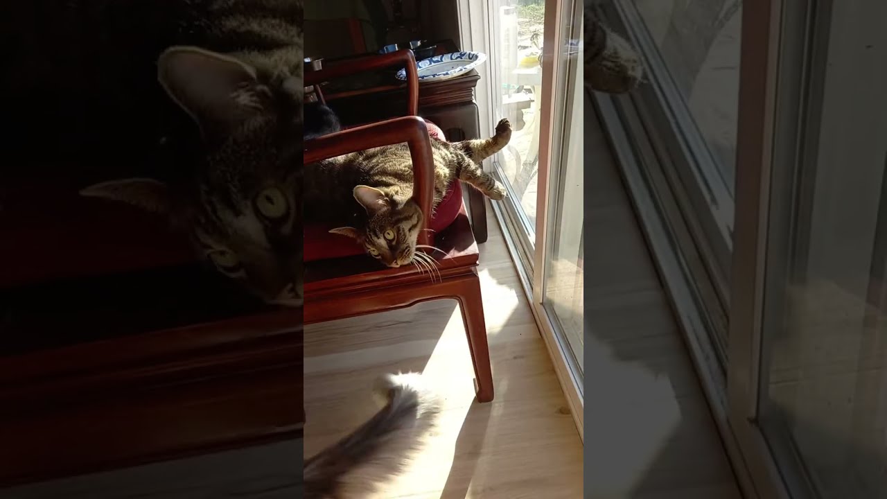 Oh Happy Day🇺🇸 is live!#cat #prettyfunny #funnycats #cute #kitten #kitty #fyp #viral #trending 