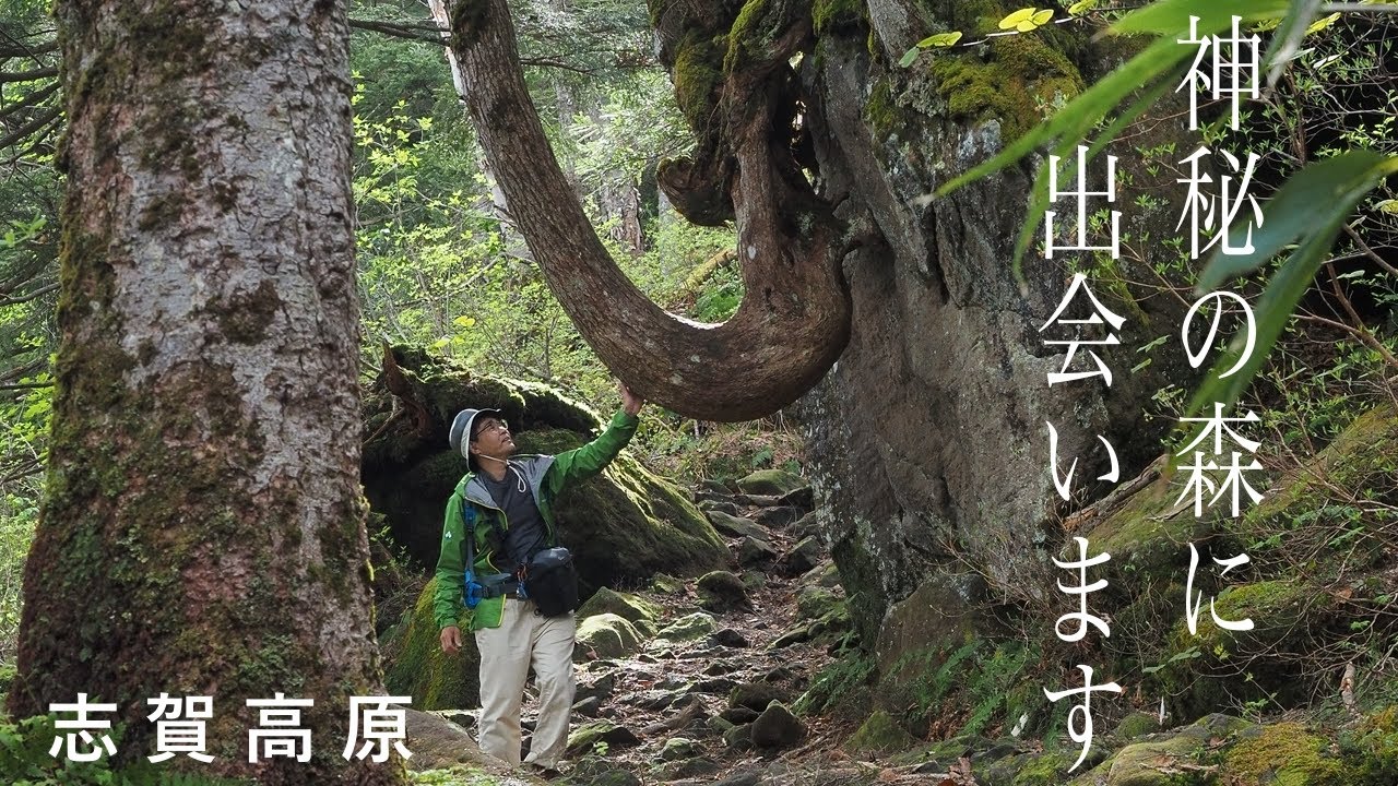 【ハイキング】志賀高原の魅力を楽しめる自然探勝コース！池めぐり！！