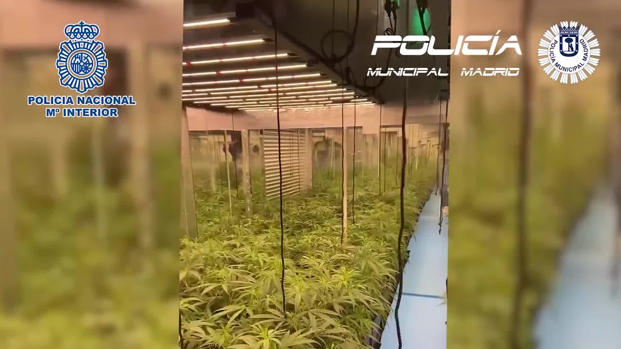 Desmantelado un cultivo con 356 plantas de marihuana en Ciudad Lineal (Madrid)