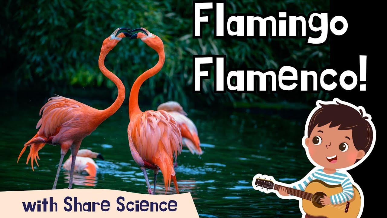 Flamingo Flamenco!