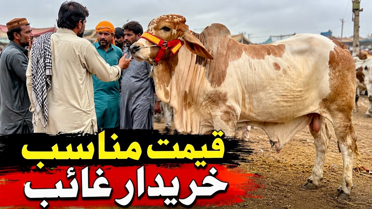 🔥 Karachi Malir Cow Mandi Latest Rates Update 16 June 2026 | Aaj Ke Taza Rates + Bargaining Soaday 😱