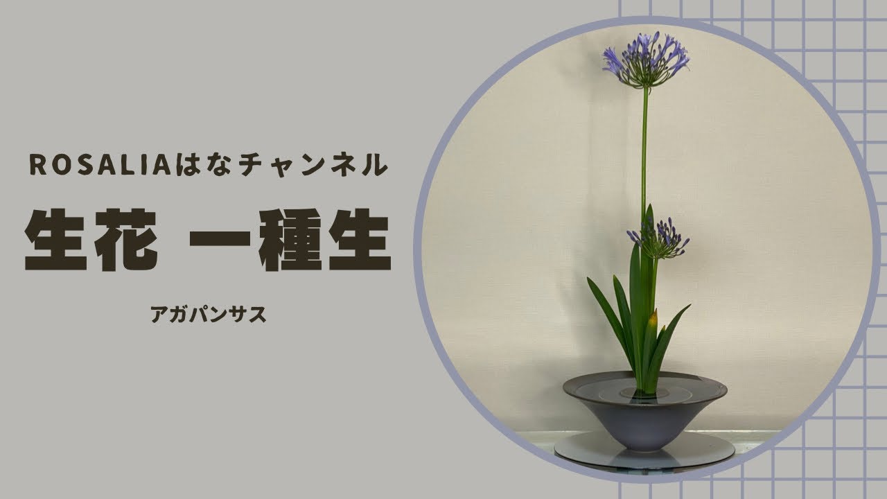 『生花 一種生』季節の花✨アガパンサスAgapanthus【いけばな池坊 Ikebana】【flower】 🌸 【生け方 How to make】