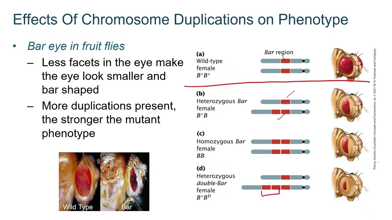 CH 6 Chromosome Alterations Part 2 Deletion and Duplication