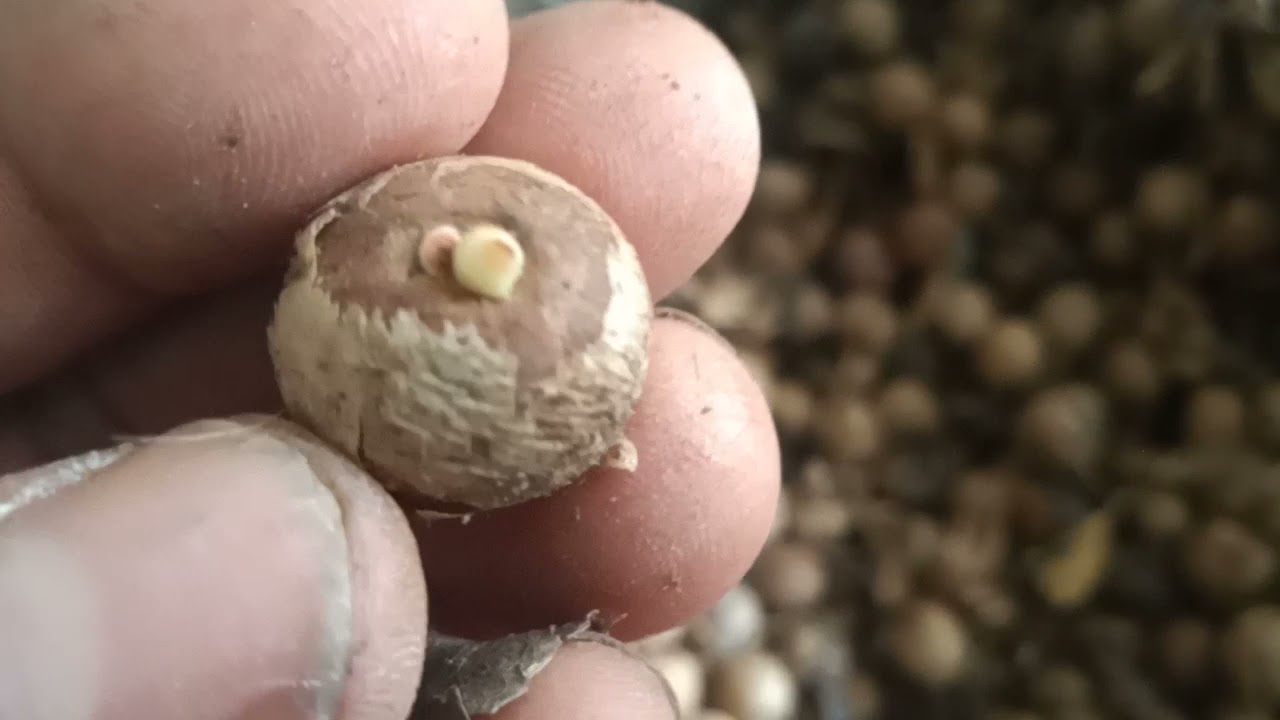 COMO GERMINAR SEMENTES DE PALMEIRA TRIÂNGULO  SEM USAR TERRA OU AREIA?