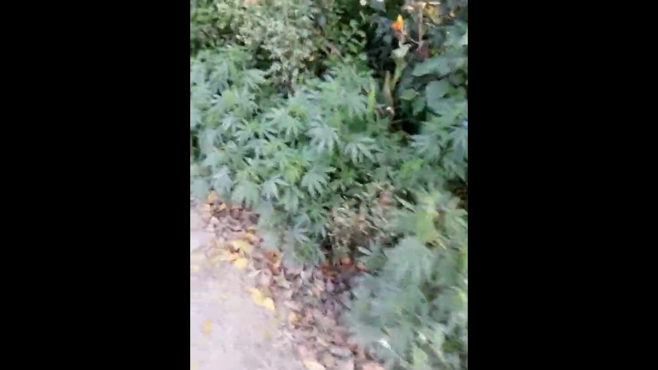 Wild Hemp Cannabis in India