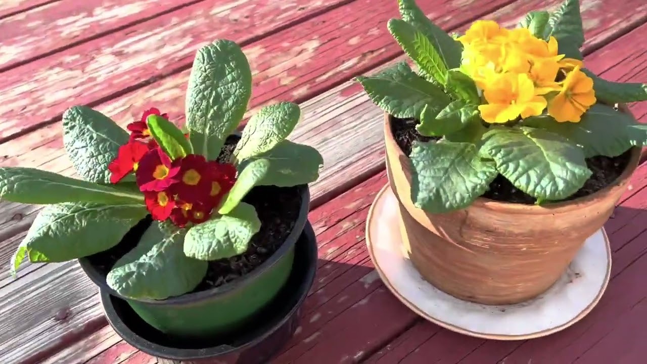 详解&ldquo;报春花&rdquo;的种植和养护。希望能给您些许帮助，祝您的种植道路平坦且充满快乐！