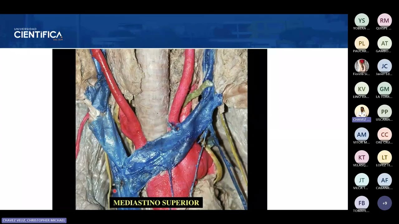 02) TUTORÍA DE ANATOMÍA DE MORFO 2 20260