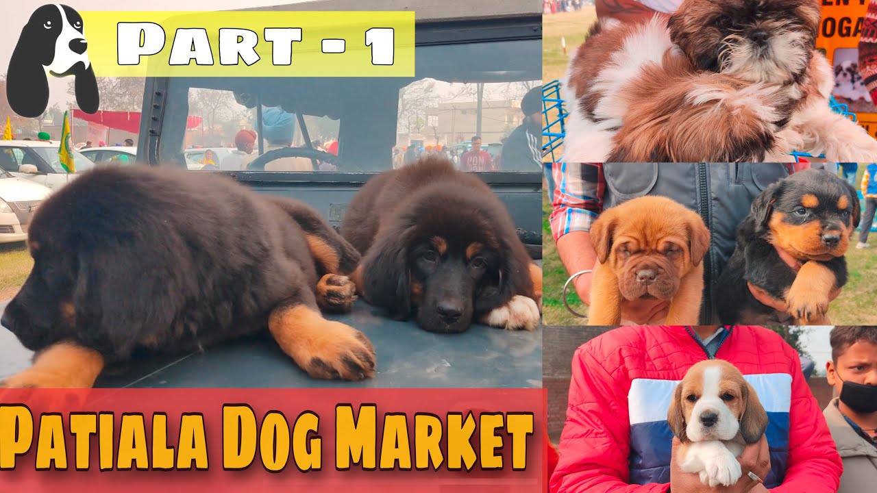 Wholesale Dog Market At Patiala Dog Show 31 January 2021 (Part - 1)