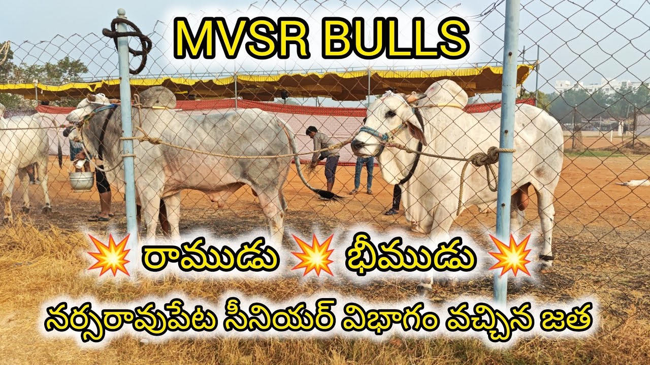 నర్సరావుపేట సీనియర్ విభాగం వచ్చిన జత MVSR BULLS💥 రాముడు 💥 భీముడు 💥