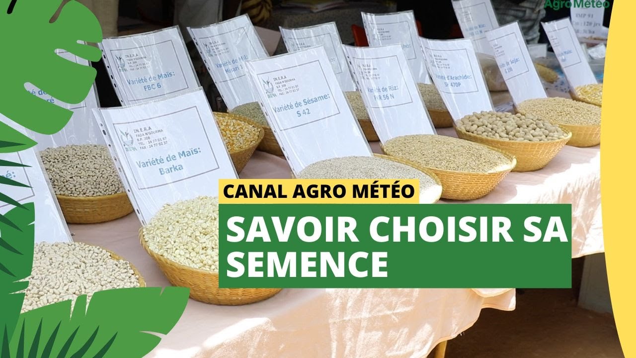 Burkina Faso : Savoir choisir sa semence