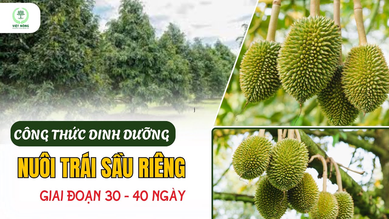 VIỆT NÔNG | CHĂM SÓC SẦU RIÊNG GIAI ĐOẠN NUÔI TRÁI 30 - 40 NGÀY TUỔI
