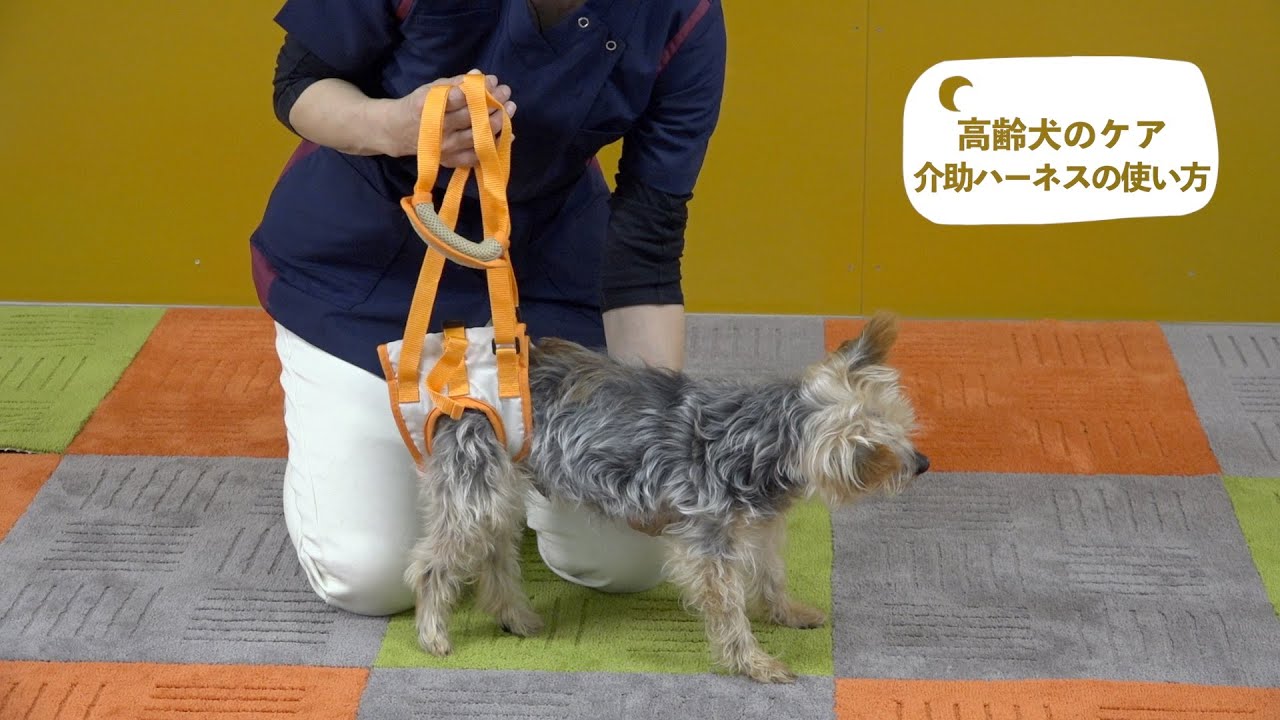 高齢犬のケア　介助ハーネスの使い方