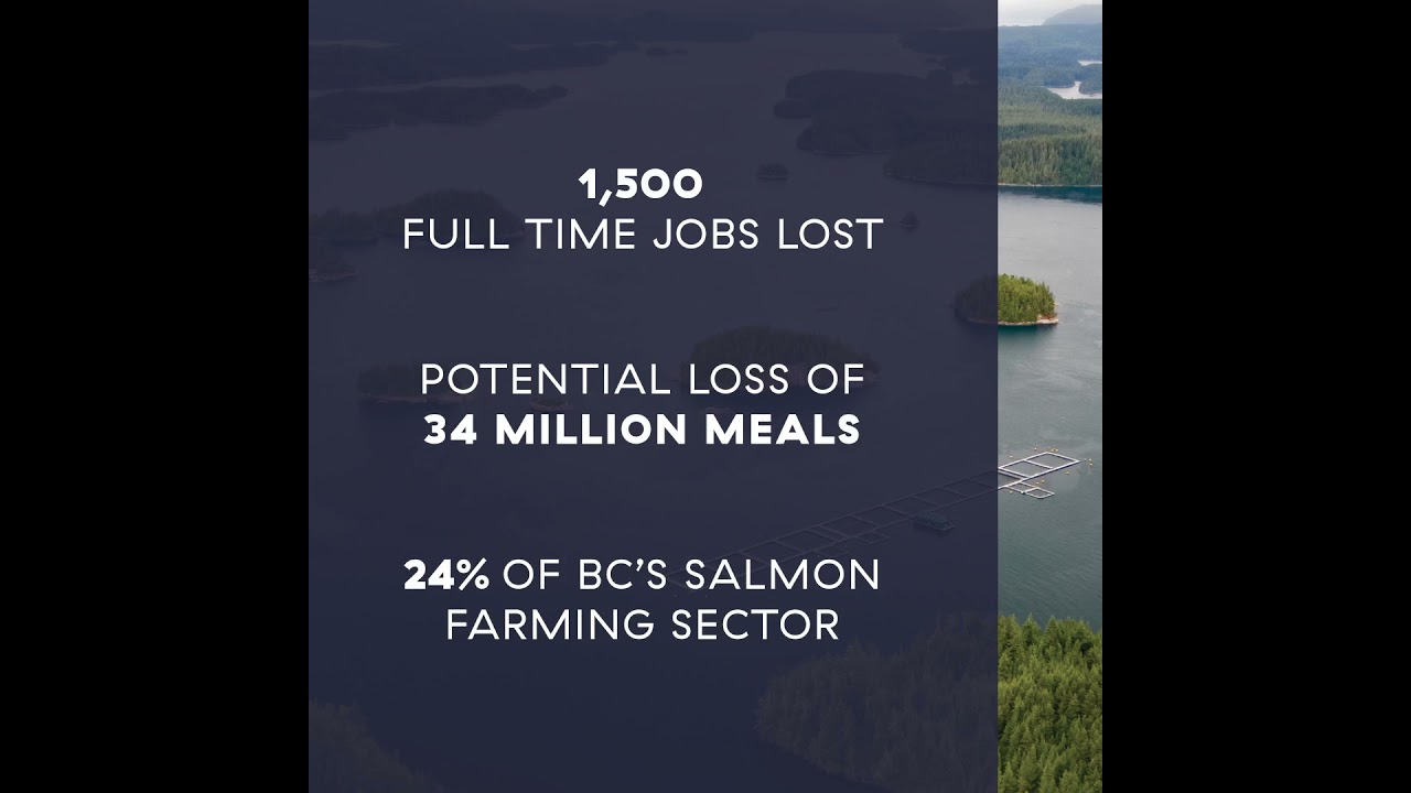 BCSFA Sea Lice Report - Discovery Islands