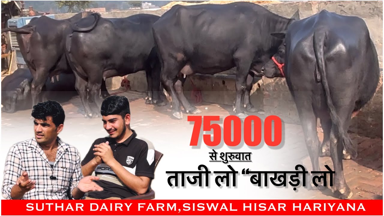 75000 से शुरू ताजी लो “बाखड़ी लो || SUTHAR DAIRY FARM SISWAL HISAR ||
