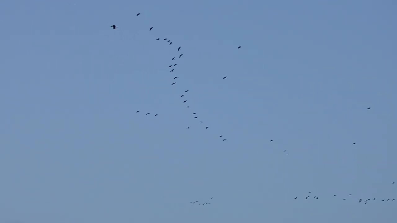 2026.2.12 晴天 基隆河鸕鶿