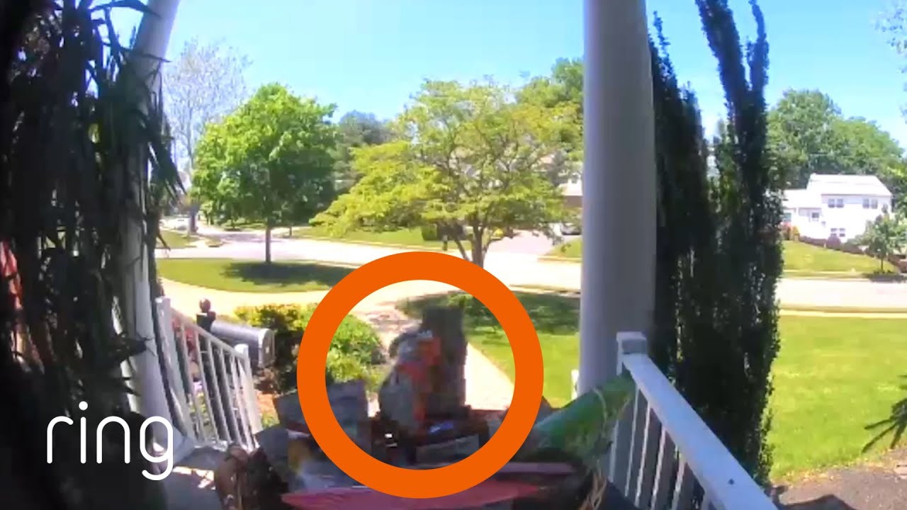 Sneaky Squirrel Is In Snack Heaven | RingTV