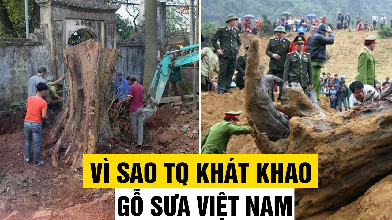 Vì Sao Trung Quốc Đổ Tiền Mua Gỗ Sưa Của Việt Nam?