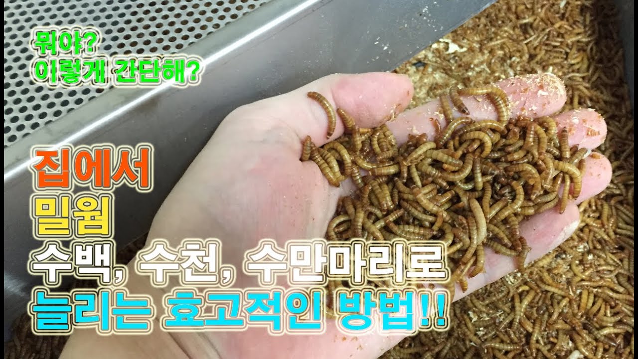 밀웜(고소애)을 효과적으로 늘리는 꿀 스킬 공개 [치키치키]