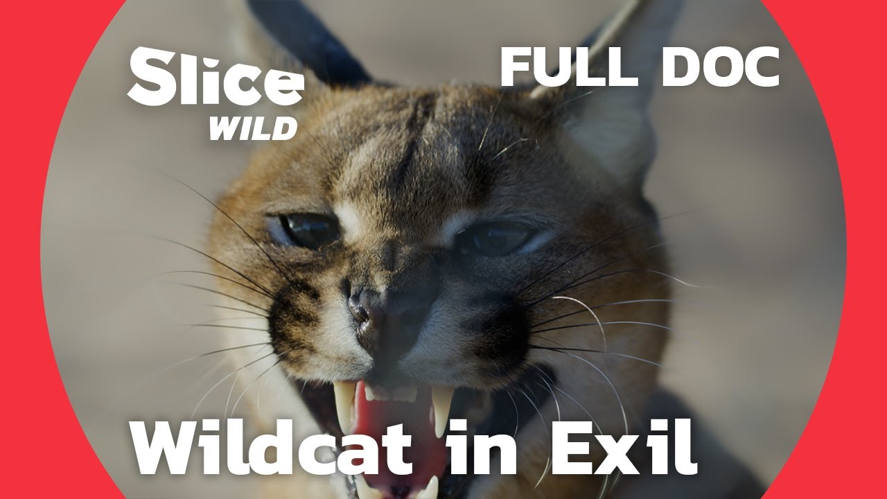 A Caracal's Journey through a Hostile City | SLICE WILD | FULL DOC