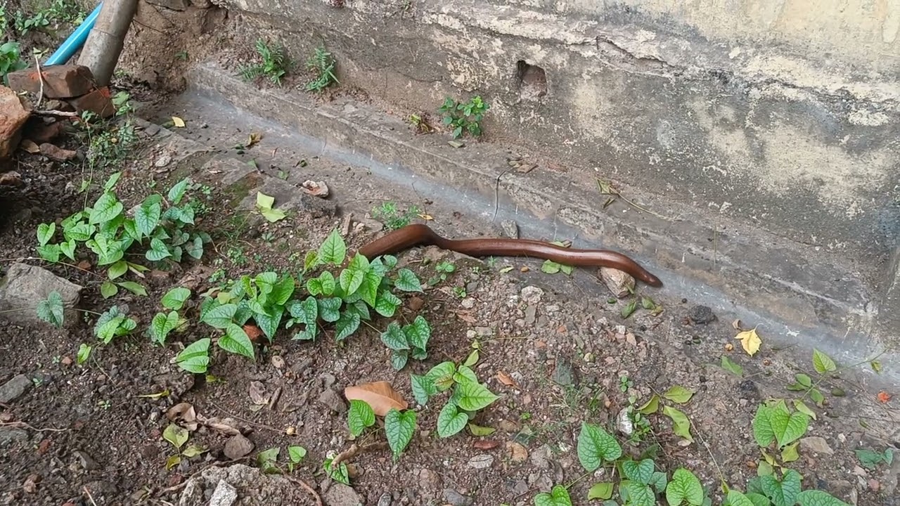 आज सुबह सुबह दो मुंहा सांप देखने को मिला