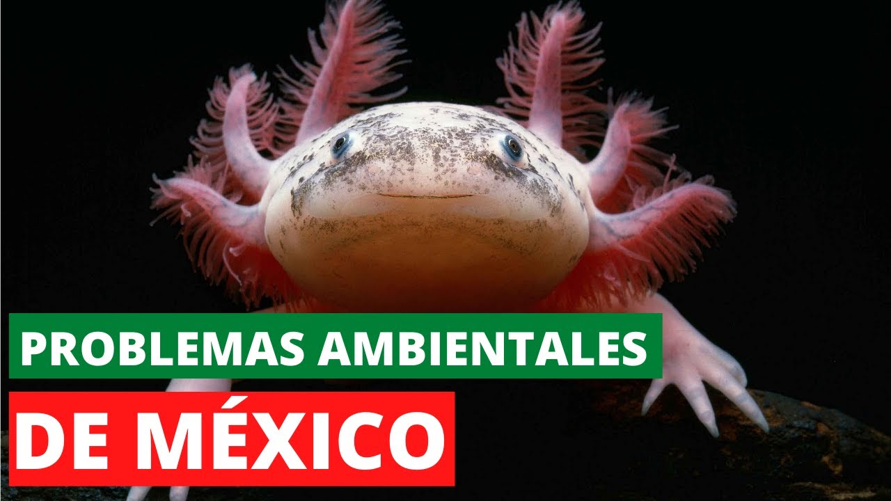 Los 17 PROBLEMAS AMBIENTALES DE MÉXICO Más URGENTES de RESOLVER🏭🌎