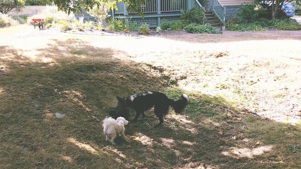 Gus at puppy play group