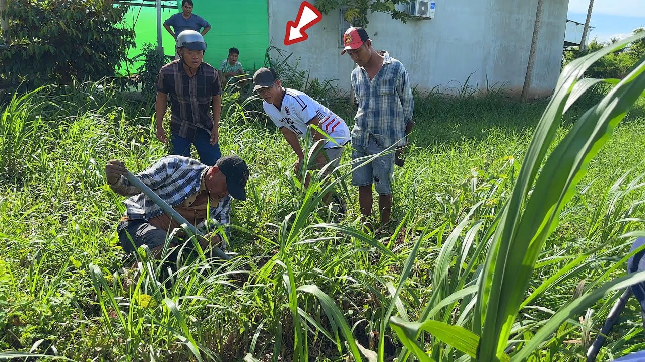 Quá Nguy Hiểm Rắn Hổ Mang Nó Nằm Ngay Nhà Luôn | Mười Thương Săn Bắt