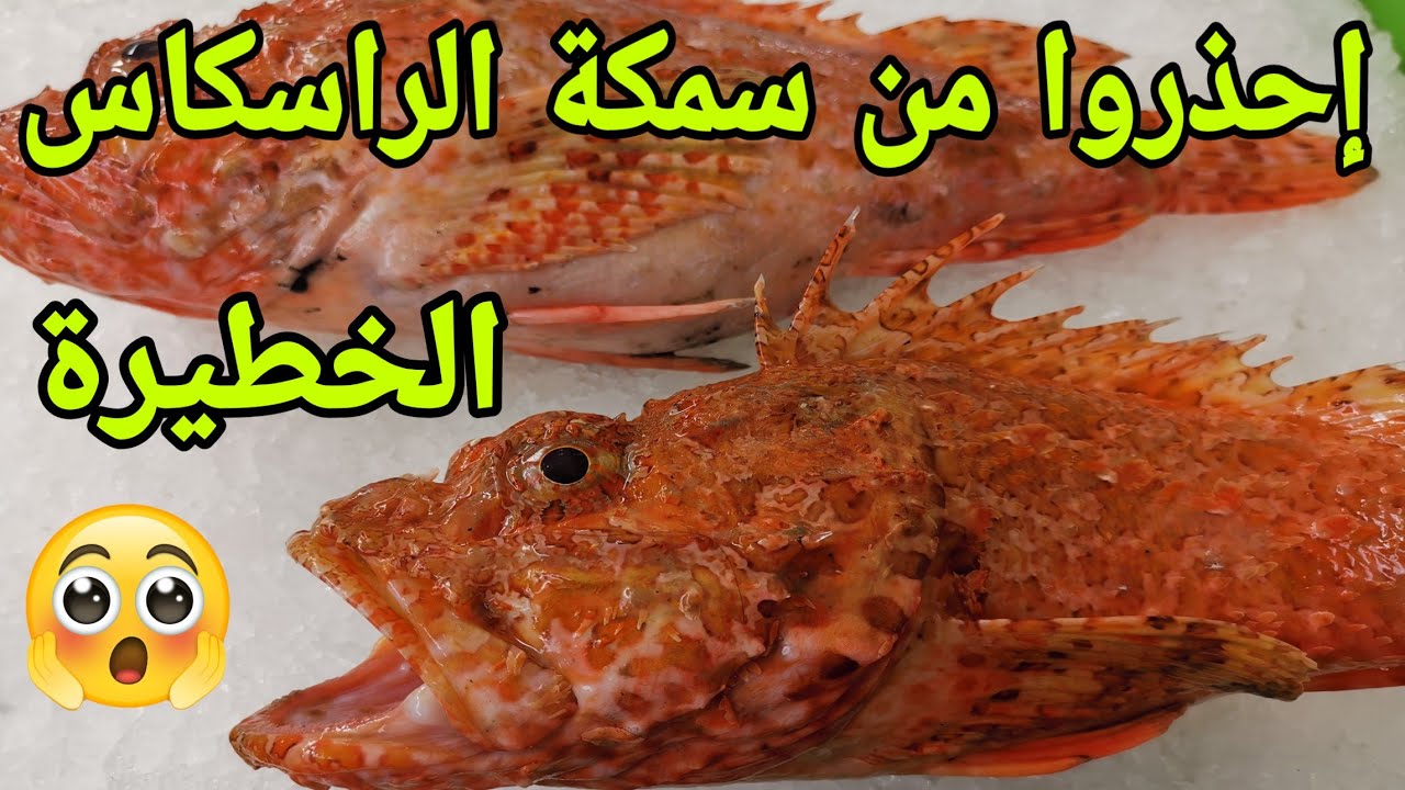 معلومات مهمة عن سمك الراسكاس poisson rascasse