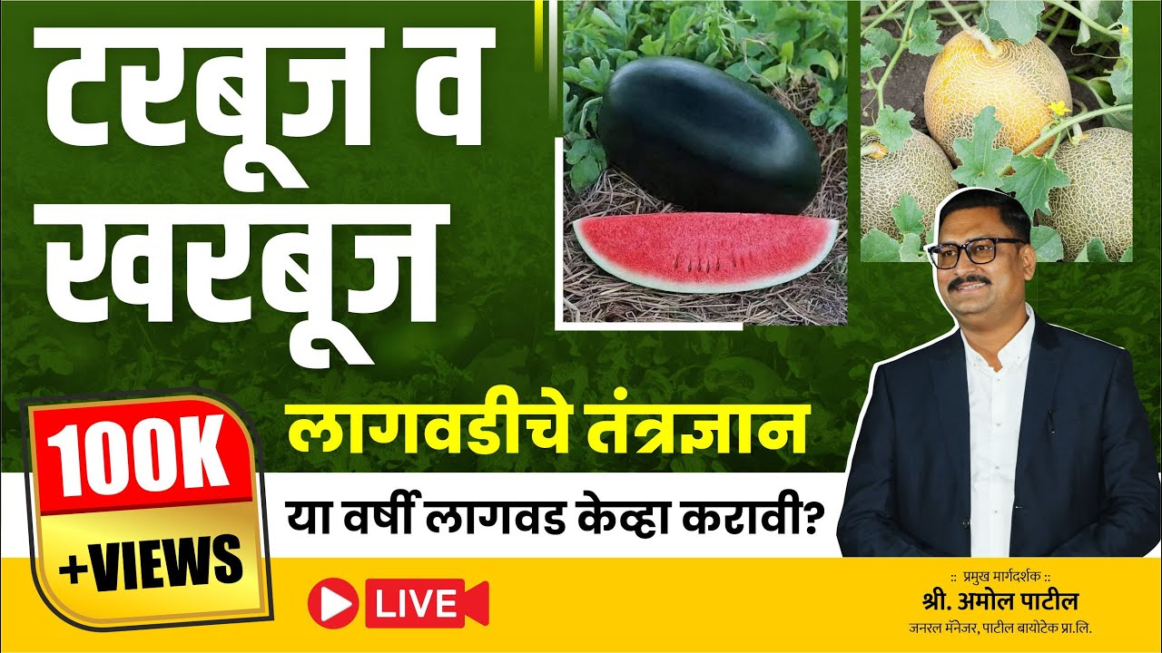 टरबूज व खरबूज लागवडीचे तंत्रज्ञान या वर्षी लागवड केव्हा करावी ?