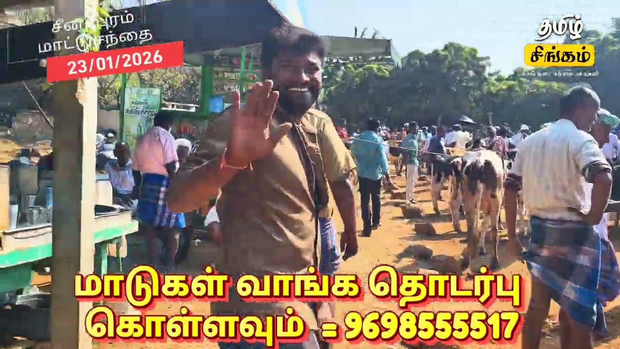 குறைந்த விலையில் வளர்ப்பு கிடாரிகள் வாங்க #சீனாபுரம்மாட்டுசந்தை