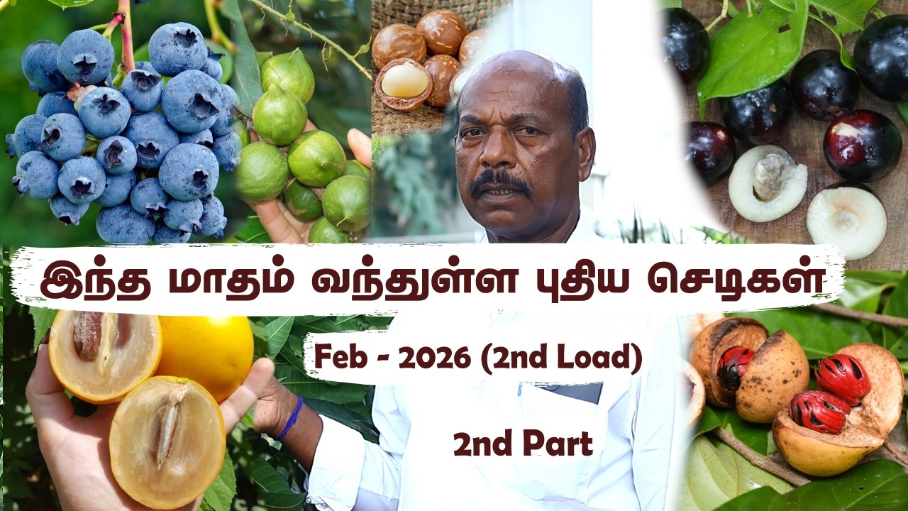 😱 ஒரே இடத்தில் இவ்வளவு Rare Fruit Plants? Blueberry முதல் Miyazaki Mango வரை! 🌱