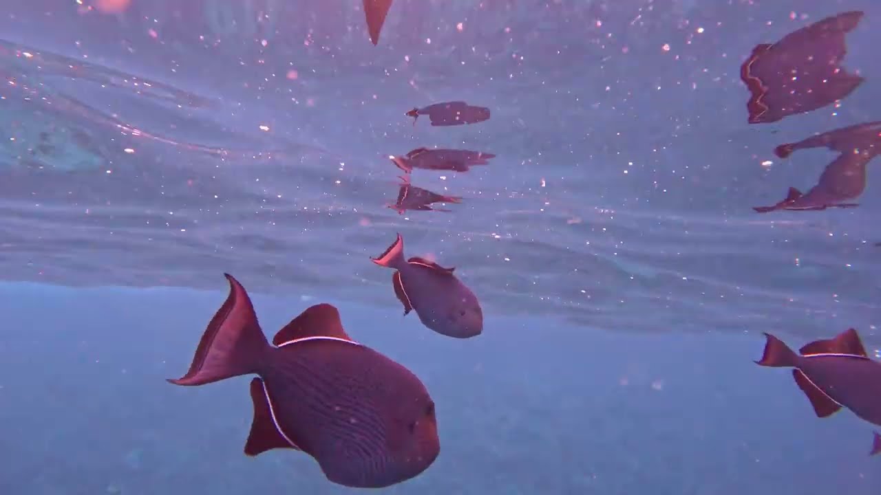Snorkeling Molokini Crater Maui Hawaii GOPRO