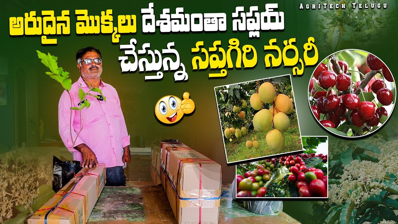 అన్ని పండ్ల మొక్కలు సప్లయ్ చేస్తున్న సప్తగిరి నర్సరీ | Sapthagiri Nursery Kadiyam | AgriTech Telugu