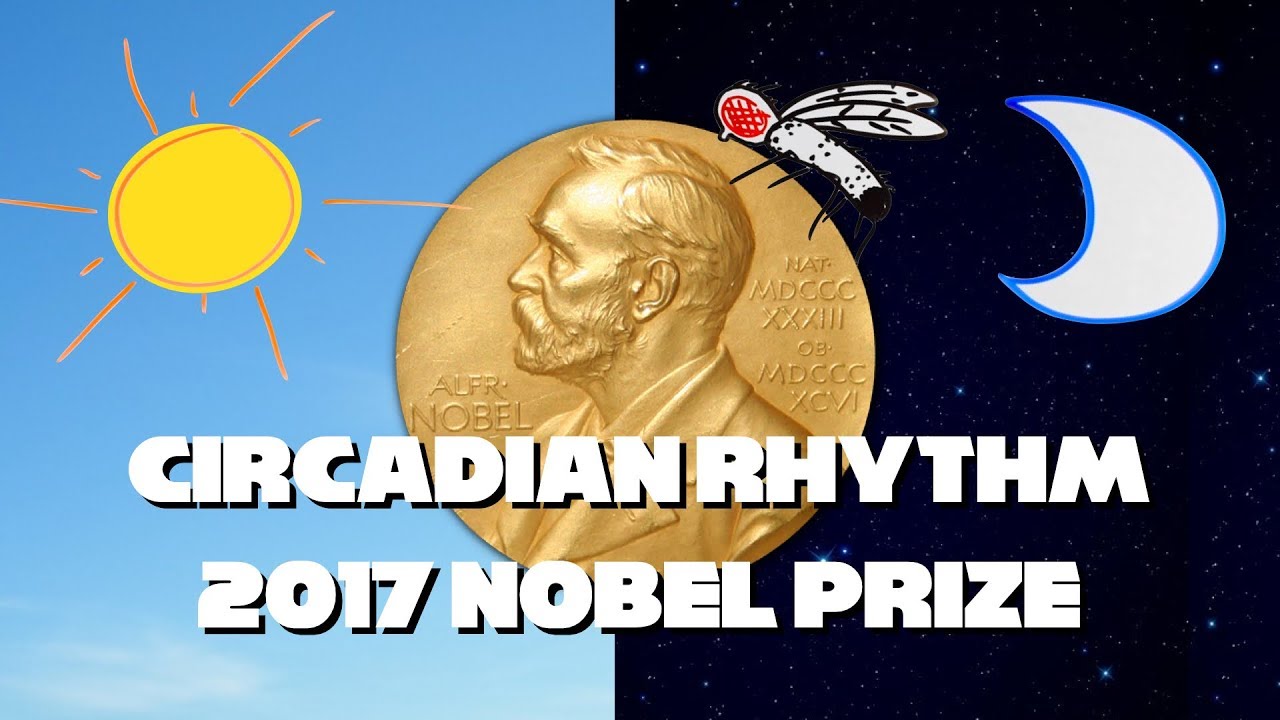 Нобелевская премия 2017 года за объяснение циркадного ритма.