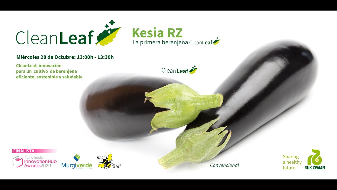 CleanLeaf®, innovación para un cultivo de berenjena eficiente, sostenible y saludable.