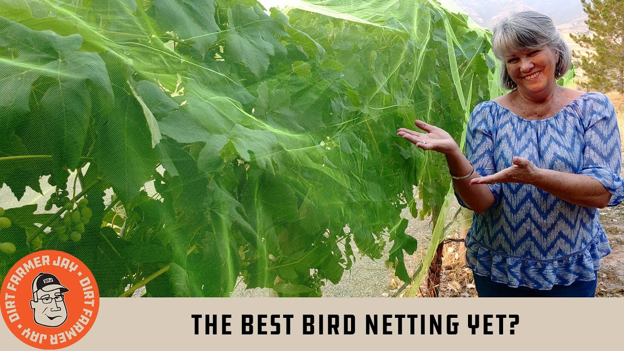 The Best Grape Bird and Wasp Netting Yet?