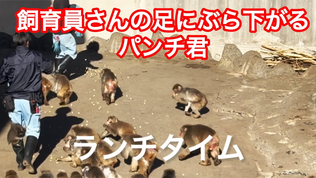飼育員さんの足にぶら下がるパンチ君が可愛い過ぎる🩷ランチタイム