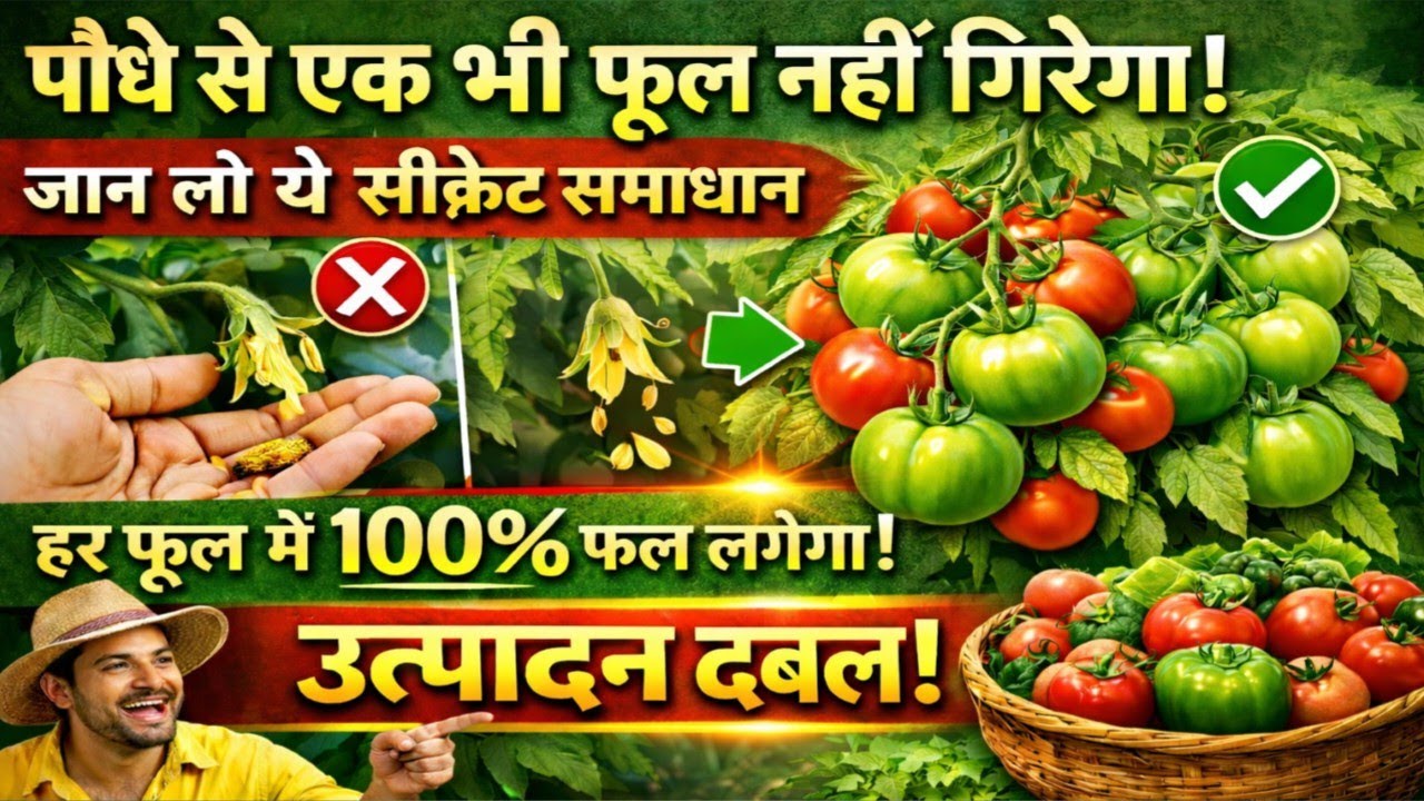पौधे से एक भी फूल नहीं गिरेगा, जान लो ये सीक्रेट समाधान l हर फूल में 100% फल लगेगा l उत्पादन डबल।
