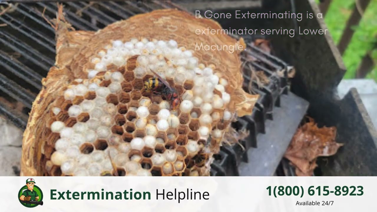 Top 3 Exterminators in Lower Macungie