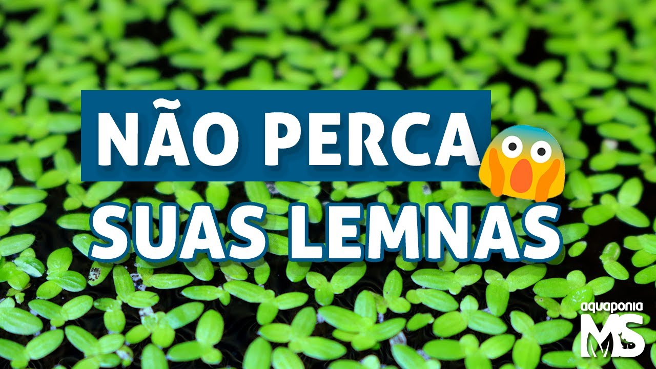 Lemnas (lentilhas d'água) MORRENDO! O que fazer?